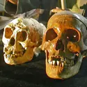 <em>Homo floresiensis</em> - crédits : AP/ SIPA