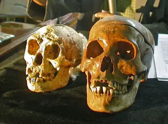 <em>Homo floresiensis</em> - crédits : AP/ SIPA