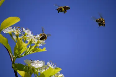 Abeilles butineuses - crédits : Lane V. Erickson/ Shutterstock