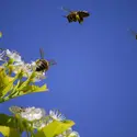 Abeilles butineuses - crédits : Lane V. Erickson/ Shutterstock