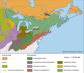 Végétation : représentation à diverses échelles - crédits : Encyclopædia Universalis France