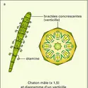 Filao : organes reproducteurs - crédits : Encyclopædia Universalis France