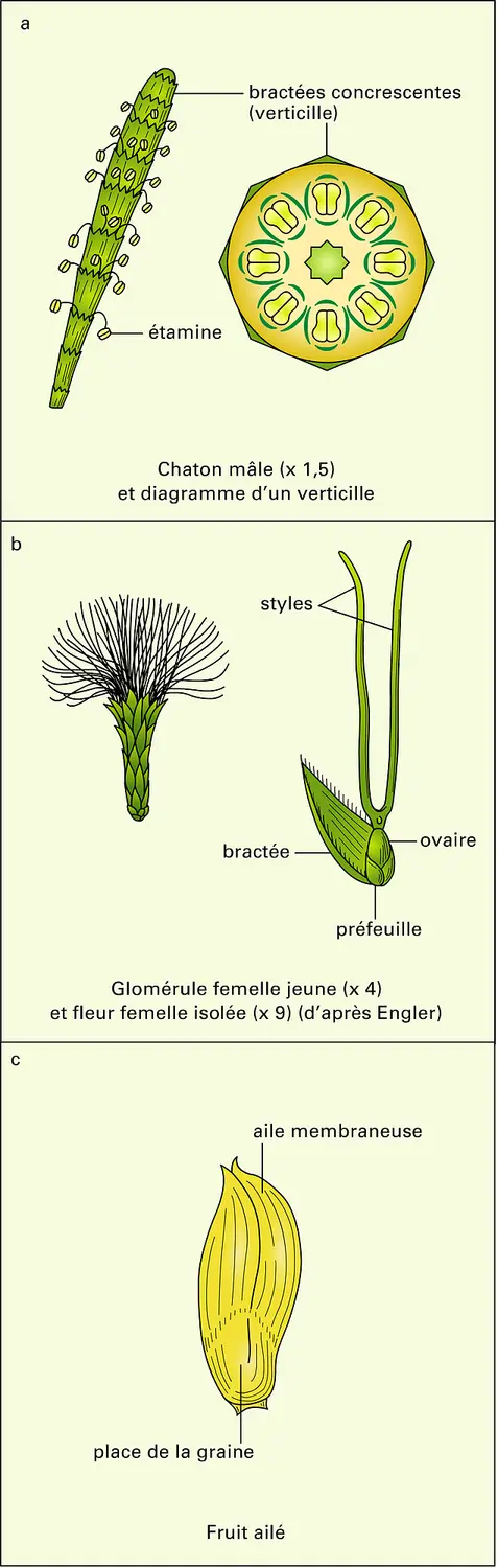 Filao : organes reproducteurs