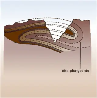 Tête plongeante