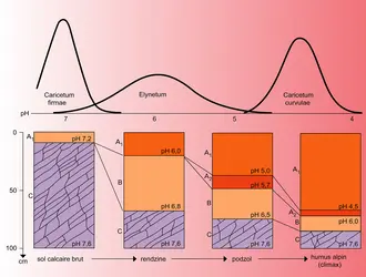 Évolution du sol et de la végétation dans les Alpes centrales - crédits : Encyclopædia Universalis France