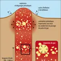 Pulses de gaz magmatique - crédits : Encyclopædia Universalis France