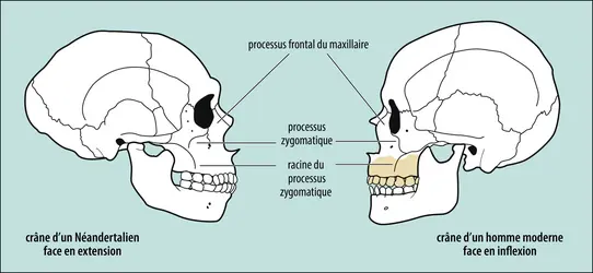 Crânes de Néandertalien et d’homme moderne - crédits : B. Maureille, DAO F. Lacrampe-Cuyaubère, Archéosphère (Quirbajou) et G. Devilder (CNRS, UMR5199 PACEA).