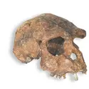 Homo erectus - crédits : Skulls Unlimited International, Inc.