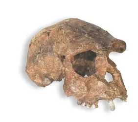 Homo erectus - crédits : Skulls Unlimited International, Inc.