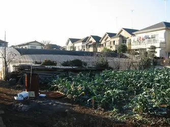 Agriculture périurbaine, Tōkyō - crédits : E. Ducom 