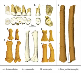 <em>Homo luzonensis</em> - crédits : Callao Cave Archaeology Project