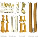 <em>Homo luzonensis</em> - crédits : Callao Cave Archaeology Project