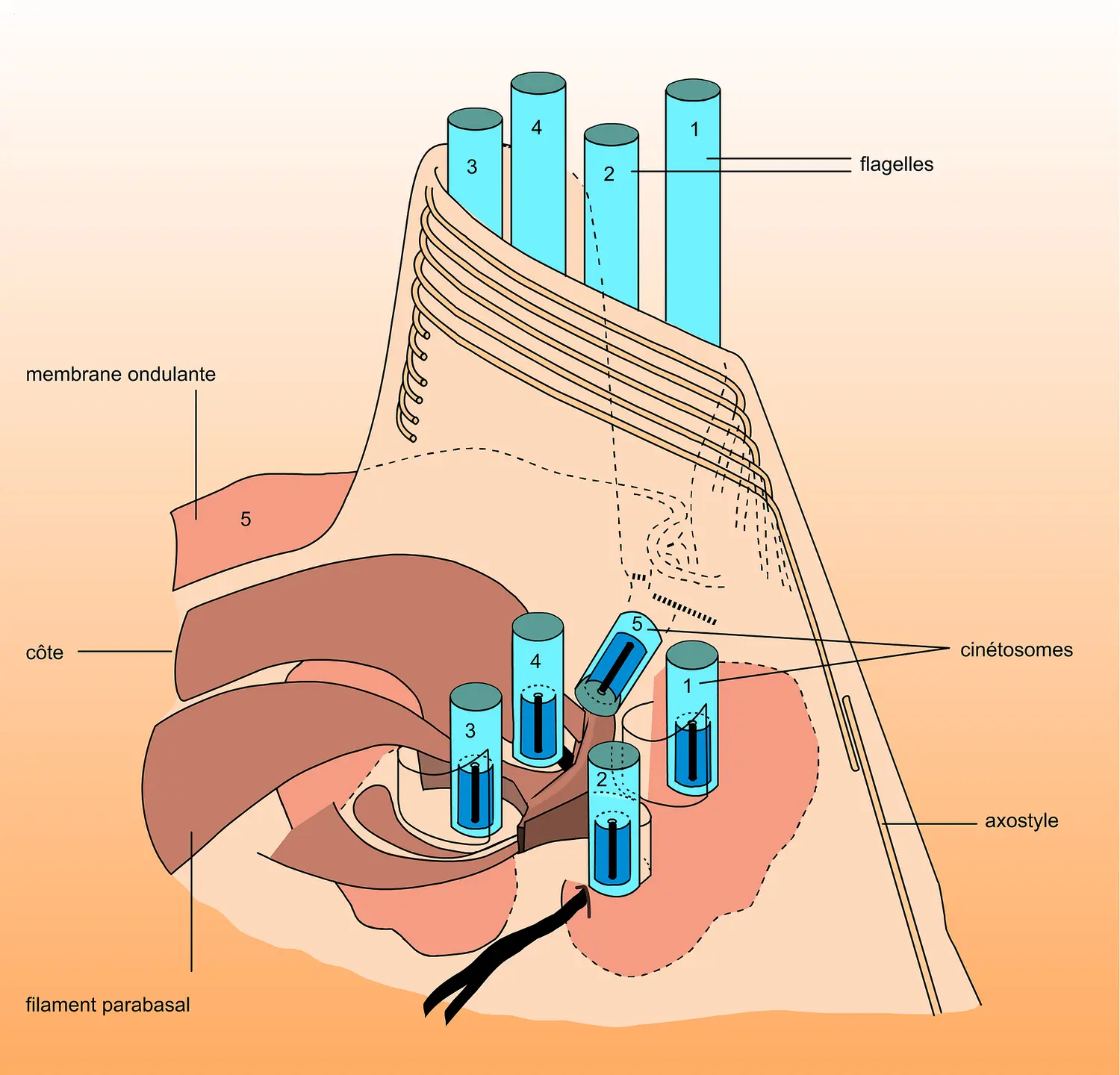 Tricomonas termopsidis : complexe cinétosomien