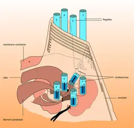 Tricomonas termopsidis : complexe cinétosomien - crédits : Encyclopædia Universalis France