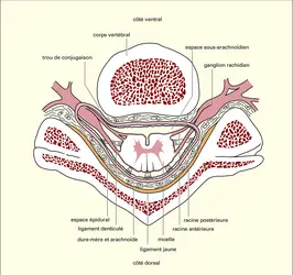 Situation au sein du canal vertébral - crédits : Encyclopædia Universalis France