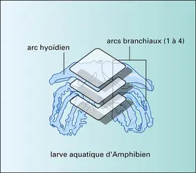 Tétrapodes : arcs branchiaux - crédits : Encyclopædia Universalis France