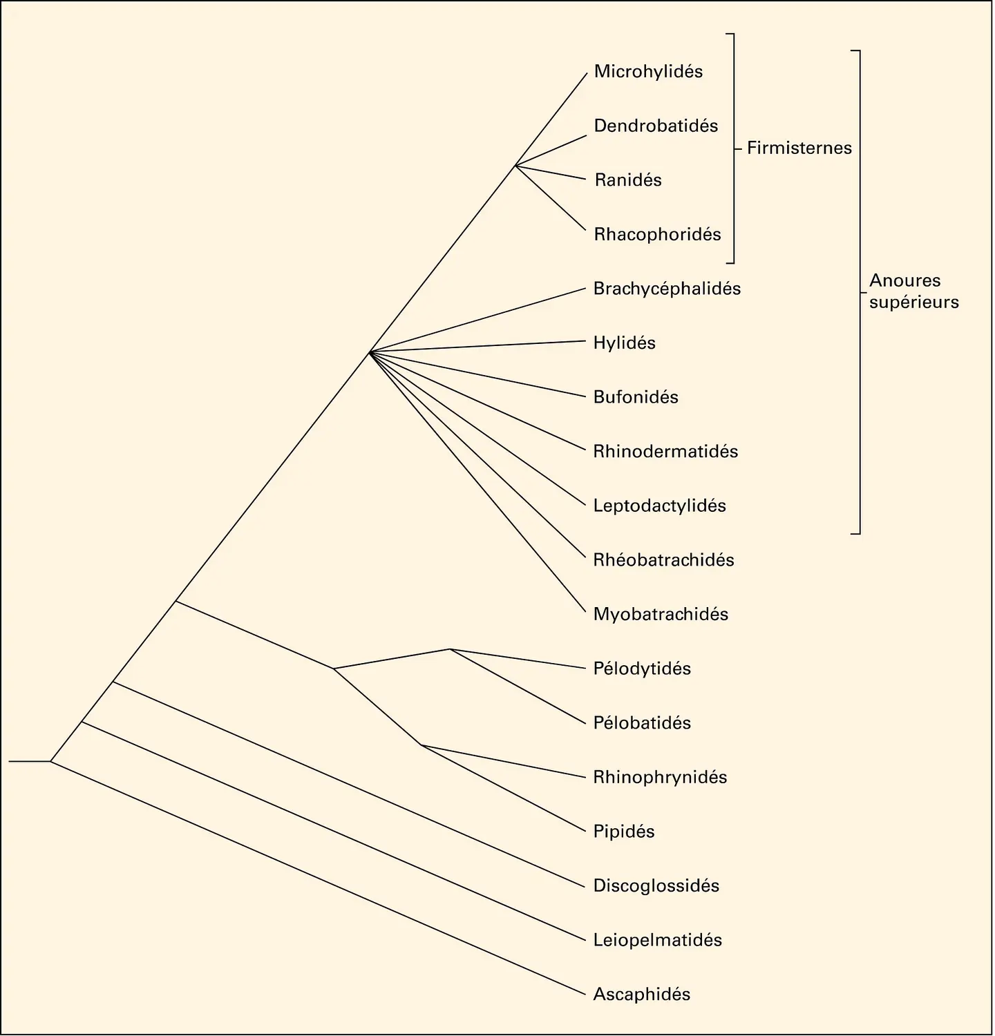 Phylogénie des Anoures