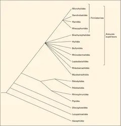 Phylogénie des Anoures - crédits : Encyclopædia Universalis France