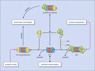Différentes formes de protéasomes - crédits : Encyclopædia Universalis France