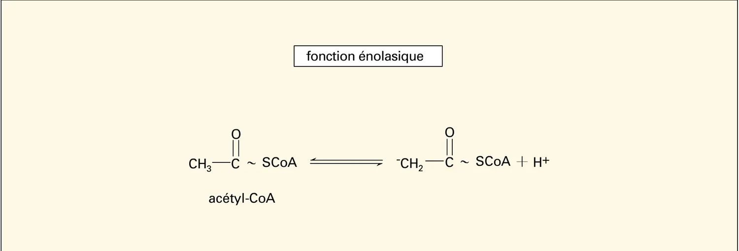 Citrate synthétase - vue 1