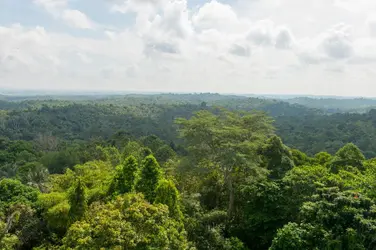 Forêt équatoriale d’Indonésie - crédits : Wolfgang Kaehler/ LightRocket/ Getty Images