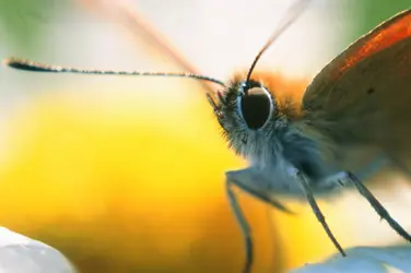 Papillon héodes - crédits : Pal Hermansen/ The Image Bank/ Getty Images