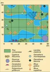 Végétation : représentation à grande échelle - crédits : Encyclopædia Universalis France