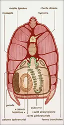 Amphioxus, région branchiale - crédits : Encyclopædia Universalis France