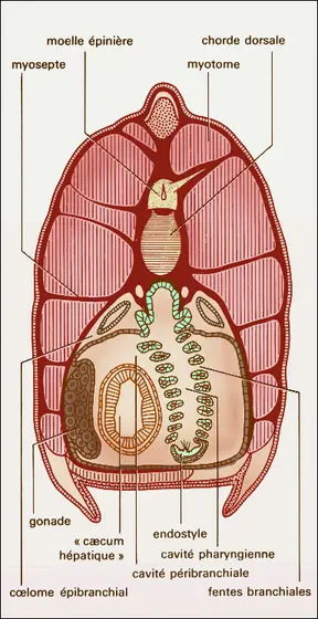 Amphioxus, région branchiale