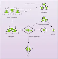 Fagacées (cymes femelles et appareils cupulaires) - crédits : Encyclopædia Universalis France