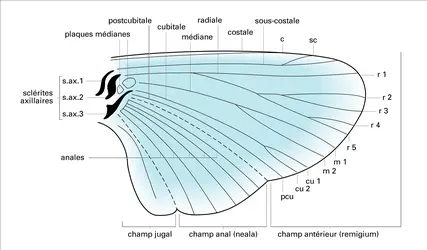 Aile - crédits : Encyclopædia Universalis France