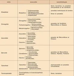 Phasmidia - crédits : Encyclopædia Universalis France
