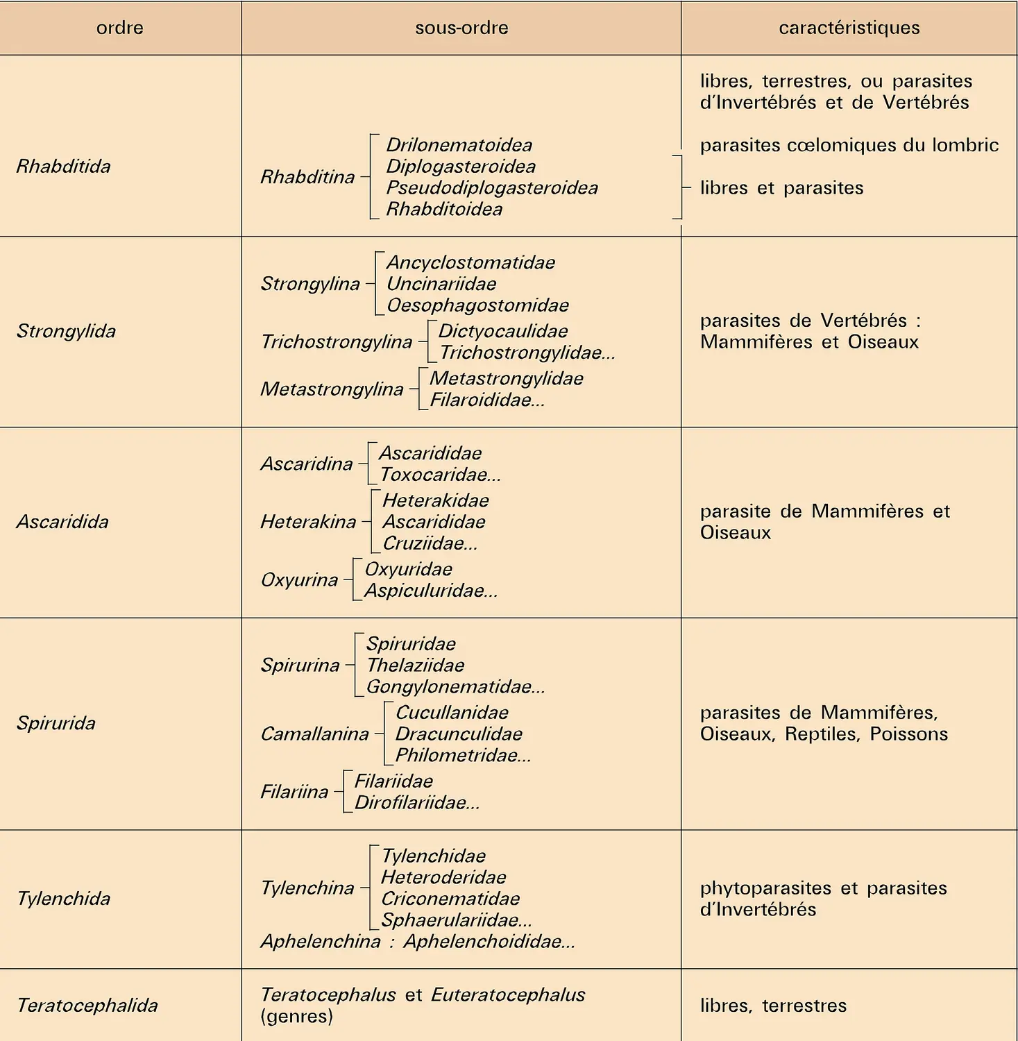 Phasmidia