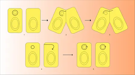 Transfert infectieux d'un facteur F - crédits : Encyclopædia Universalis France