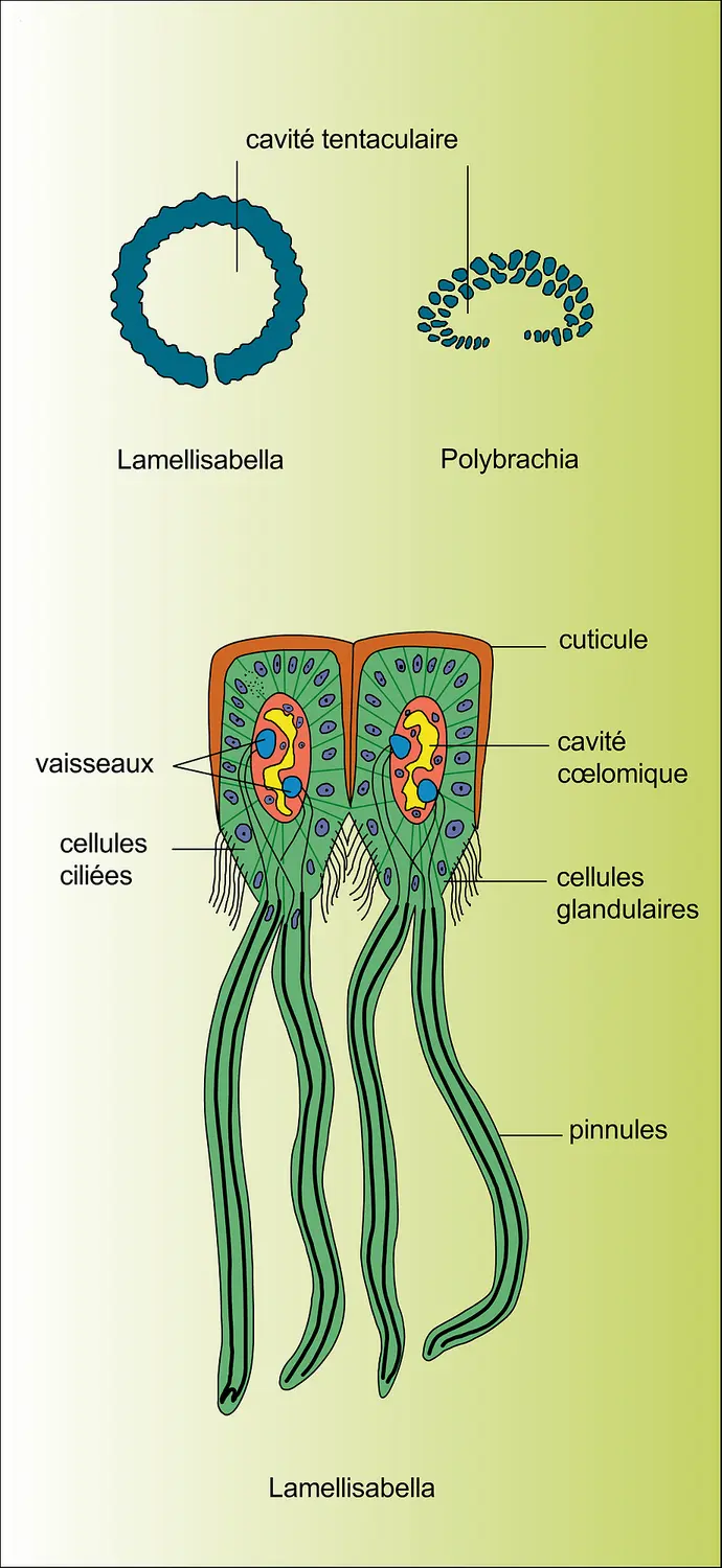 Tentacules