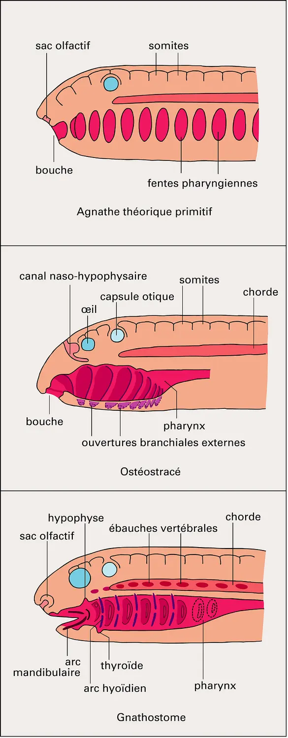 Région pharyngienne et squelette viscéral