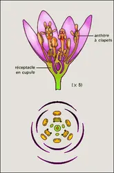 Cannelier : fleur - crédits : Encyclopædia Universalis France