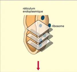 Gouttelettes lipidiques - crédits : Encyclopædia Universalis France