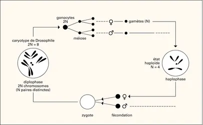 Alternance de phases chez la Drosophile - crédits : Encyclopædia Universalis France