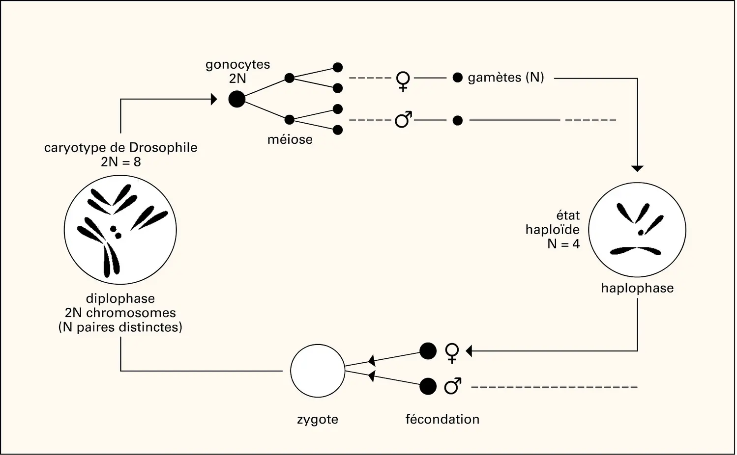 Alternance de phases chez la Drosophile