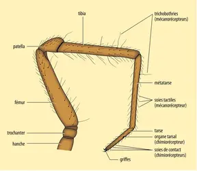 Patte ambulatoire d'une araignée - crédits : Encyclopædia Universalis France