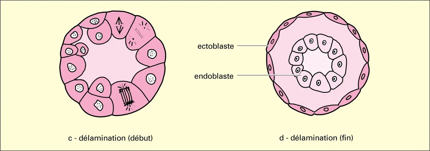 Gastrulation - vue 2