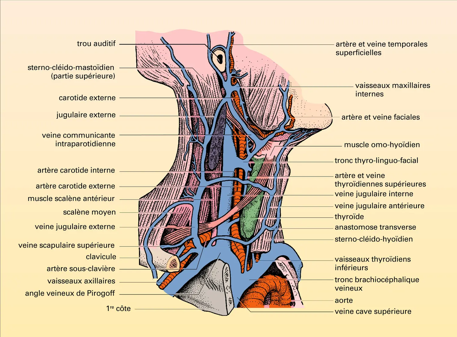 Plexus cervical et gros vaisseaux du cou - vue 2