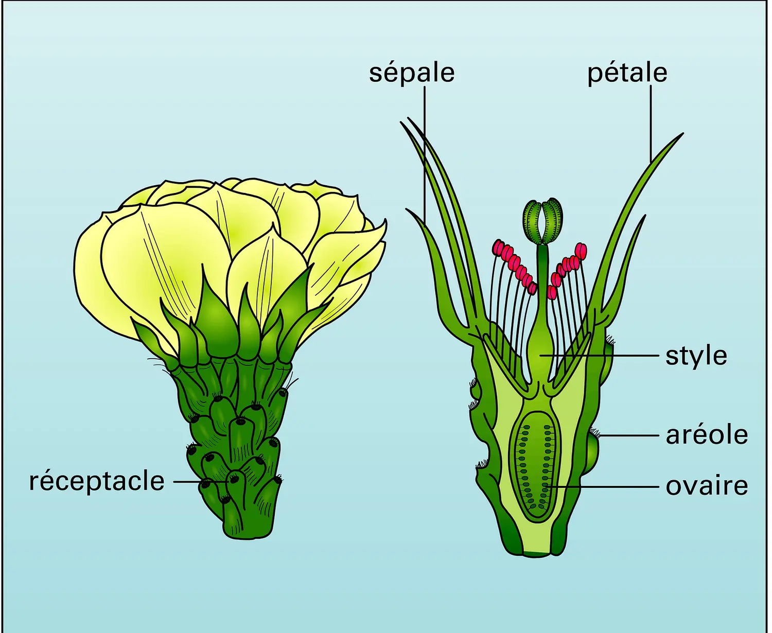 Opuntia, fleur