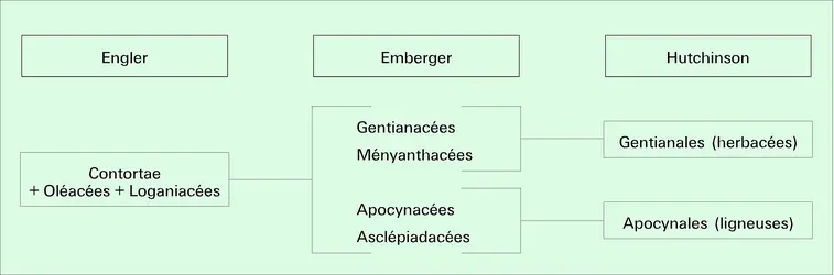 Phylogénétique - crédits : Encyclopædia Universalis France