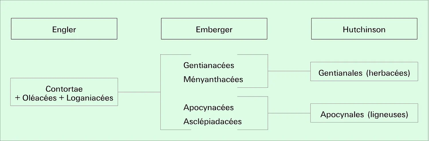 Phylogénétique