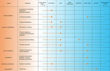 Excrétion azotée chez les animaux - crédits : Encyclopædia Universalis France