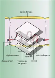 Métanéphridies des Annélides - crédits : Encyclopædia Universalis France