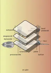 Chiridium - crédits : Encyclopædia Universalis France