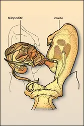 Diplopode : gonopodes - crédits : Encyclopædia Universalis France